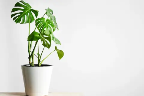 Monstera w białej donicy, idealne warunki dla tej rośliny to jasne, rozproszone światło.