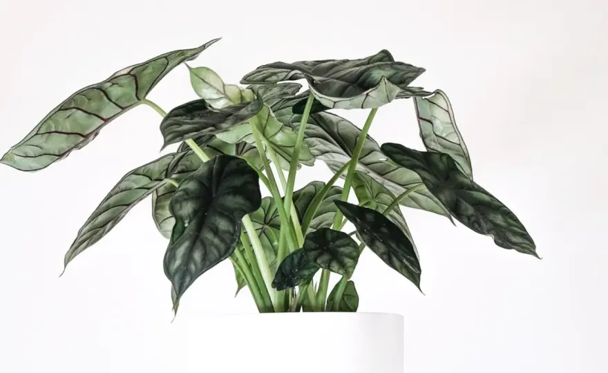 Alocasia azlanii - pielęgnacja małej alokazji krok po kroku
