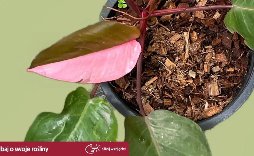 Philodendron Pink Princess - pielęgnacja i rozmnażanie