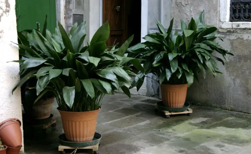 Aspidistra wyniosła - pielęgnacja w cieniu bez ryzyka przelania