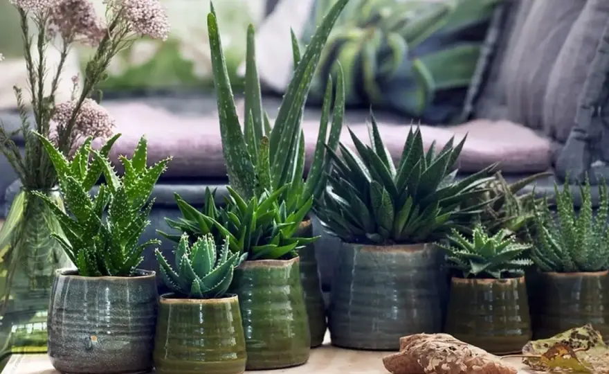 Aloes drzewiasty w domu - podlewanie, światło i zimowanie