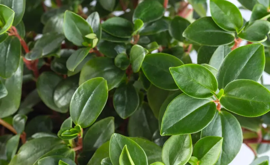 Peperomia tępolistna - pielęgnacja, podlewanie i rozmnażanie