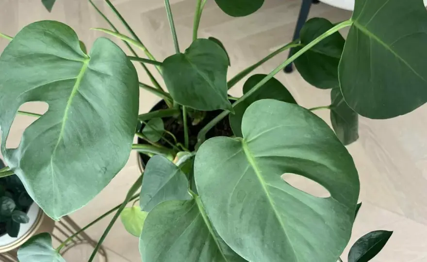 Monstera bez dziur - jakie odmiany wybrać i jak o nie dbać?