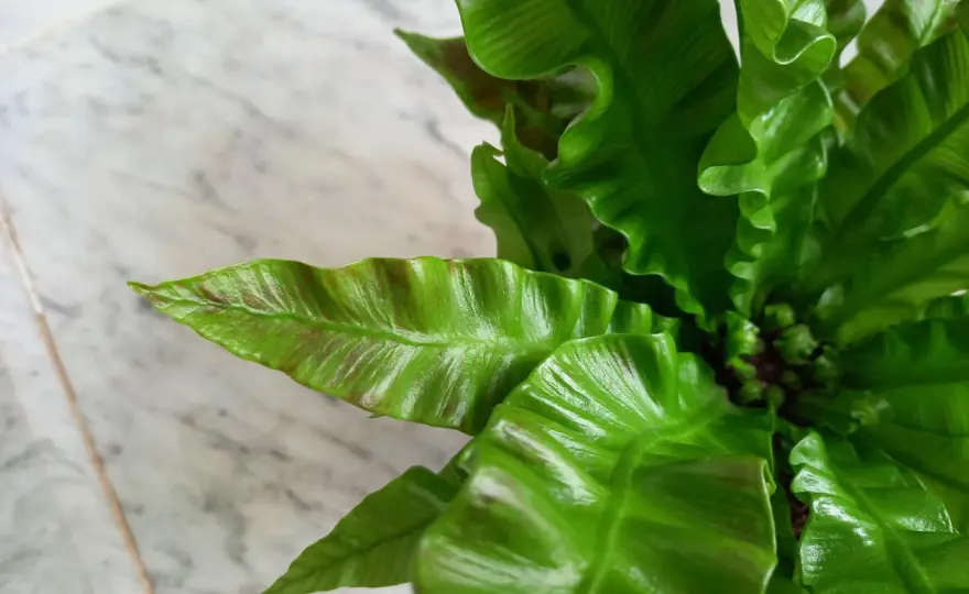 Asplenium ‘Crispy Wave’ - pielęgnacja i brązowe liście