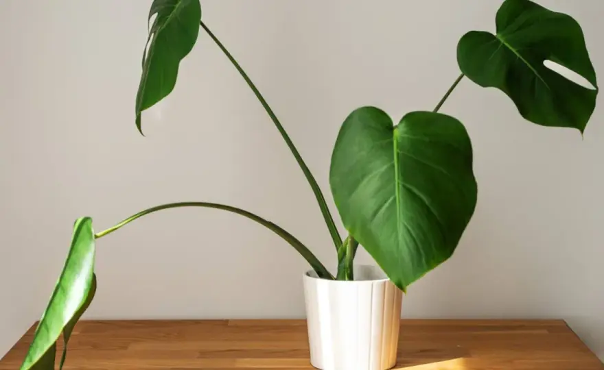 Mała monstera bez dziur - jak zadbać o zdrowy wzrost?