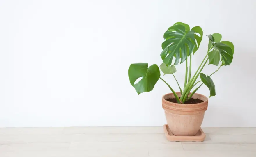 Czy monstera uczula? Objawy podrażnienia i pierwsza pomoc