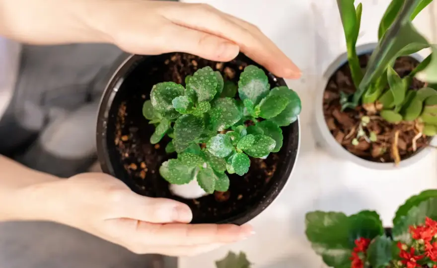 Kalanchoe w domu - podlewanie, cięcie i ponowne kwitnienie