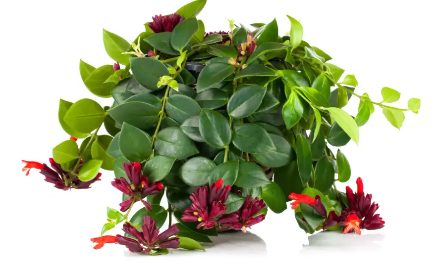 Aeschynanthus marmoratus - uprawa, podlewanie i kwitnienie