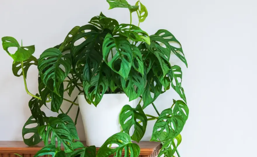 Kiedy monstera wypuszcza nowe liście? Sprawdź, co hamuje wzrost