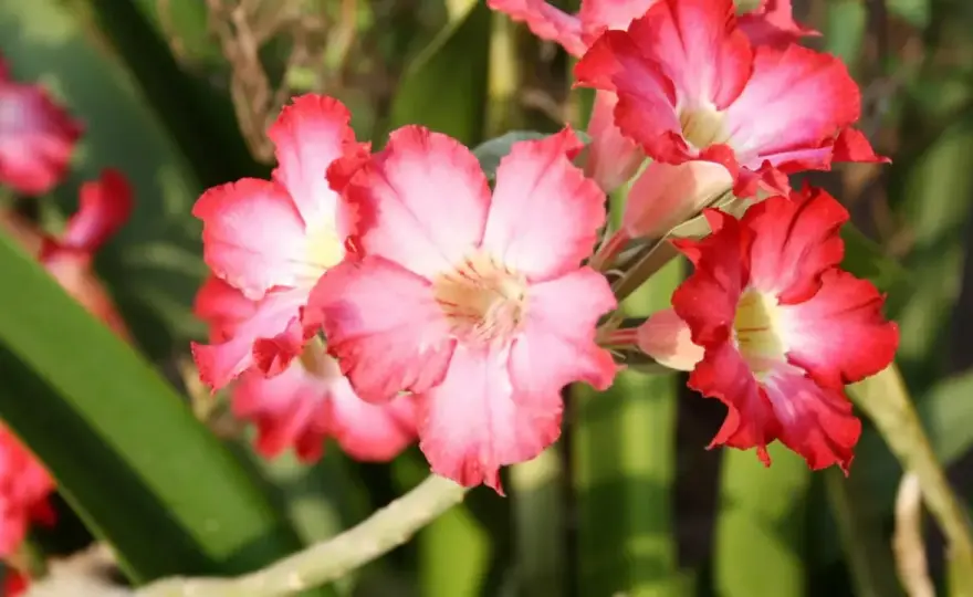 Róża pustyni adenium - pielęgnacja, podlewanie i kwitnienie