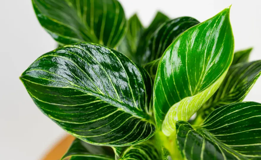 Filodendron ‘Birkin’ - pielęgnacja i białe prążki