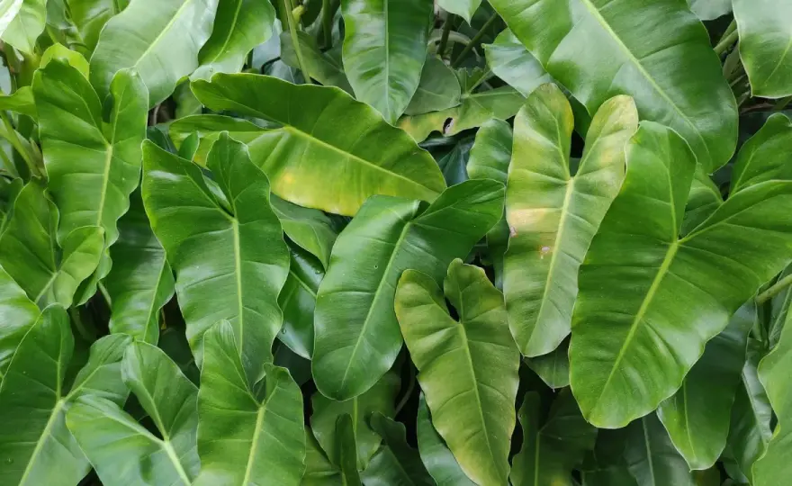Philodendron spiritus-sancti w domu - wymagania i ceny
