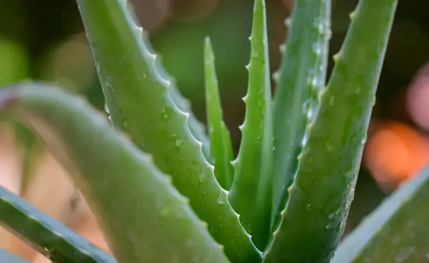 Jak rozpoznać aloes leczniczy? Aloe vera czy aloes drzewiasty
