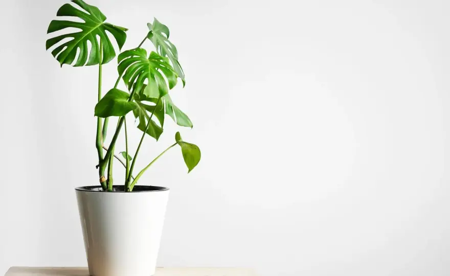 Monstera w domu - jak podlewać i zapewnić jej zdrowy wzrost?