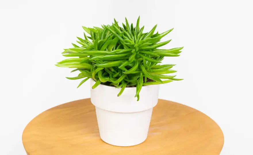 Peperomia ferreyrae - pielęgnacja, podlewanie i rozmnażanie