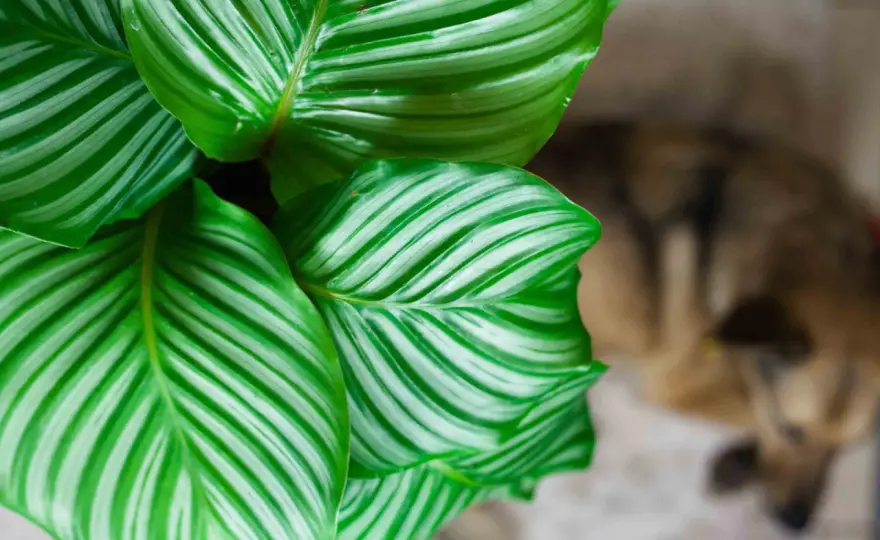 Calathea orbifolia - pielęgnacja, podlewanie i brązowe liście