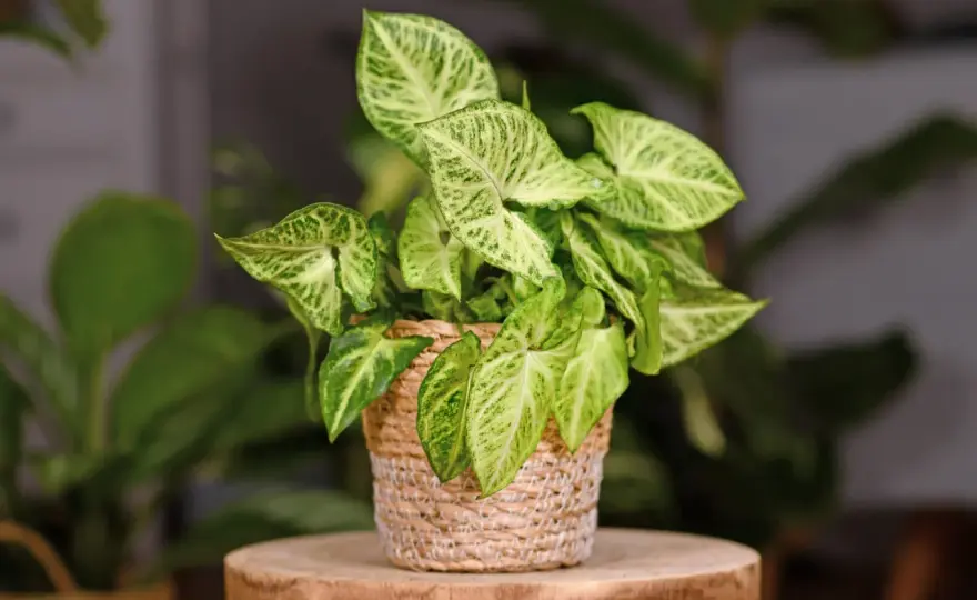Syngonium ‘Pixie’ - pielęgnacja, podlewanie i rozmnażanie