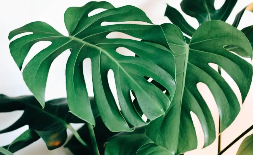 Monstera dziurawa bez tajemnic. Pielęgnacja krok po kroku