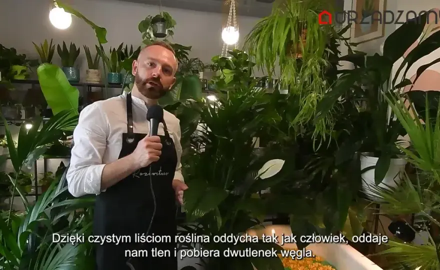 Radermachera chińska - pielęgnacja, podlewanie i opadające liście