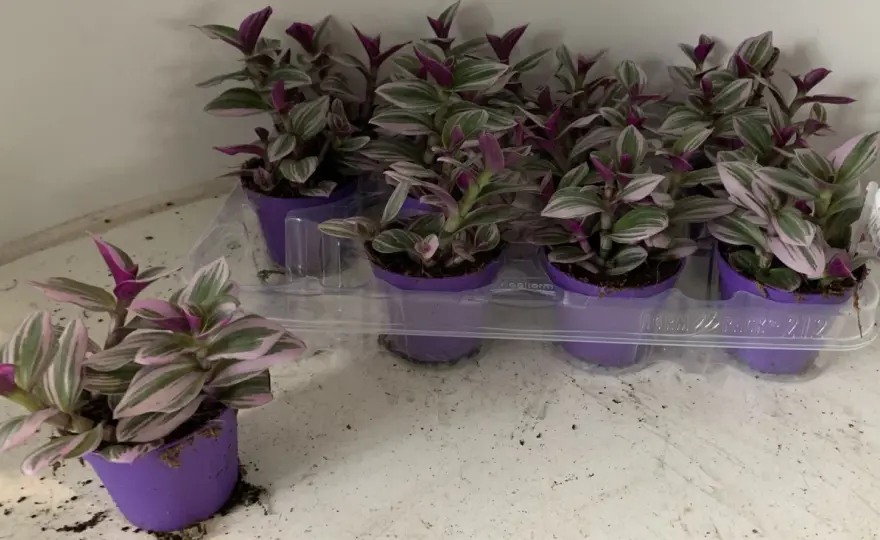 Tradescantia Nanouk - jak dbać o kolor i gęsty pokrój?