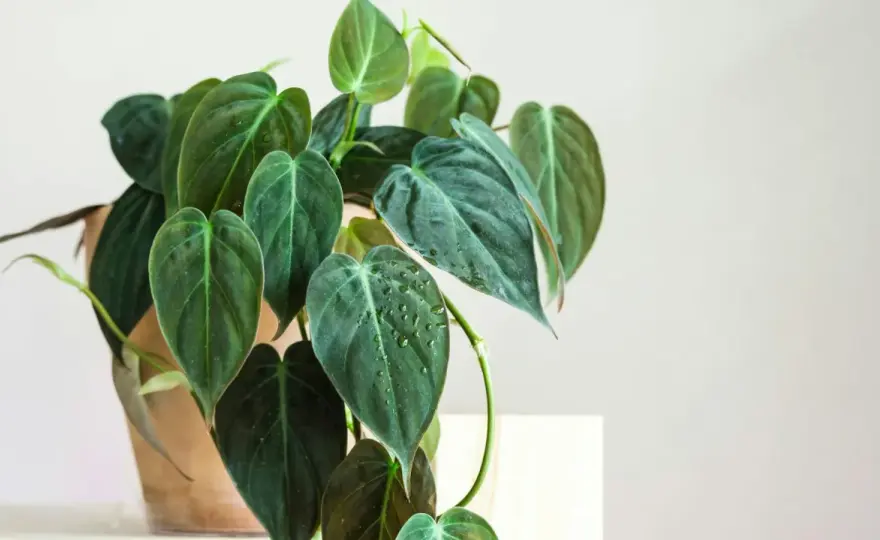 Jak wygląda filodendron? Liście, odmiany i pokrój