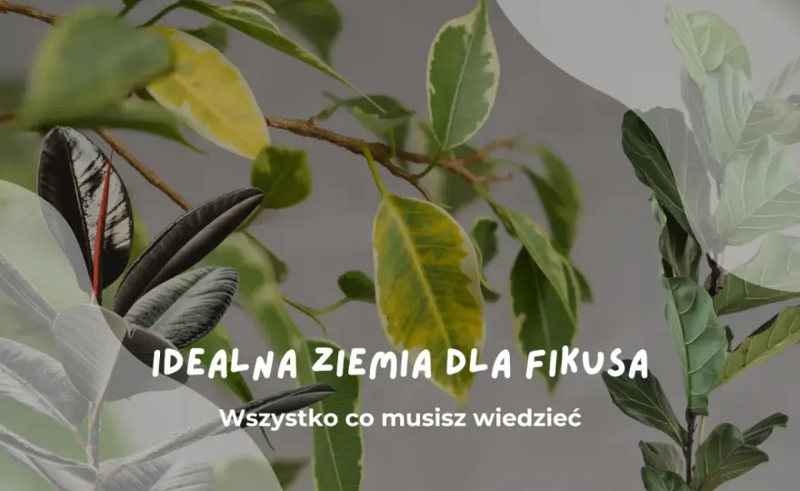 Jaka ziemia do fikusa? Przepis na zdrowe liście i wzrost!