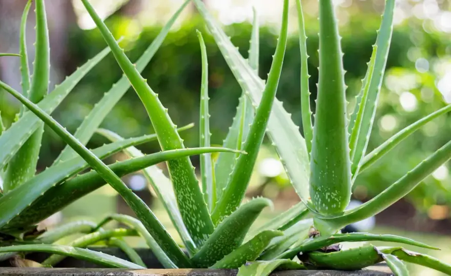 Aloes leczniczy w domu - żel, bezpieczeństwo i uprawa
