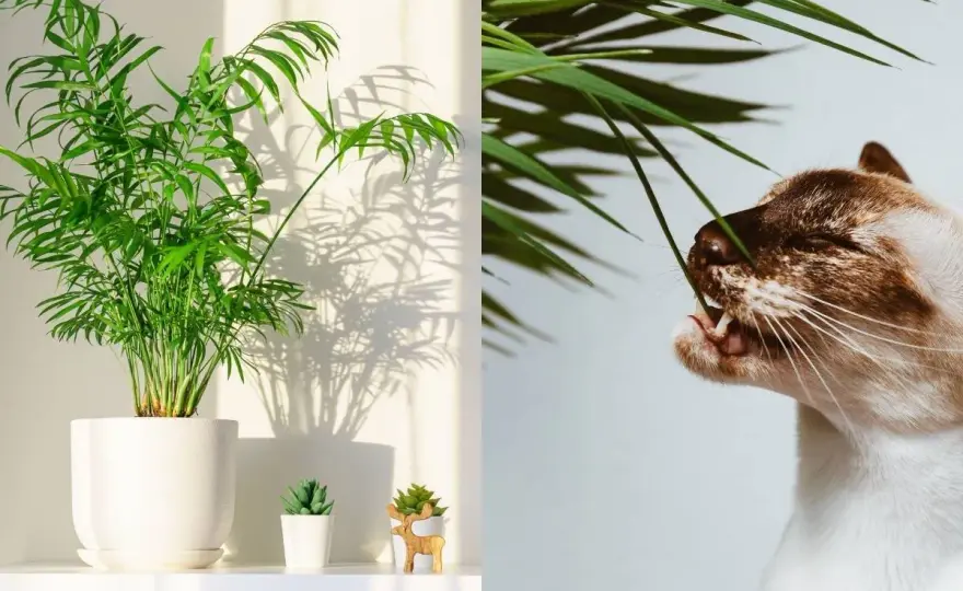 Palma koralowa a kot - czy Chamaedorea elegans jest bezpieczna?