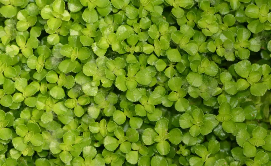 Pilea depressa - pielęgnacja, podlewanie i rozmnażanie