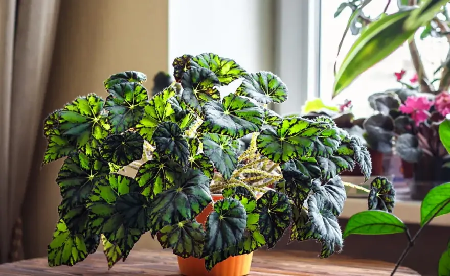Begonia w domu - pielęgnacja, podlewanie i kwitnienie