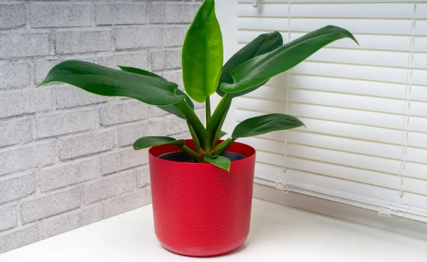 Filodendron Imperial Green - pielęgnacja bez gnicia korzeni