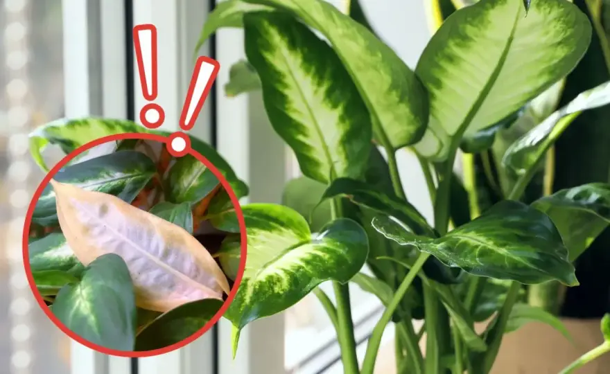 Dieffenbachia Camilla - pielęgnacja, podlewanie i żółte liście