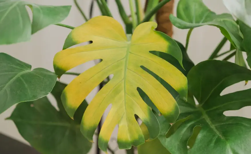 Jak wygląda monstera? Liście, gatunki i oznaki zdrowia