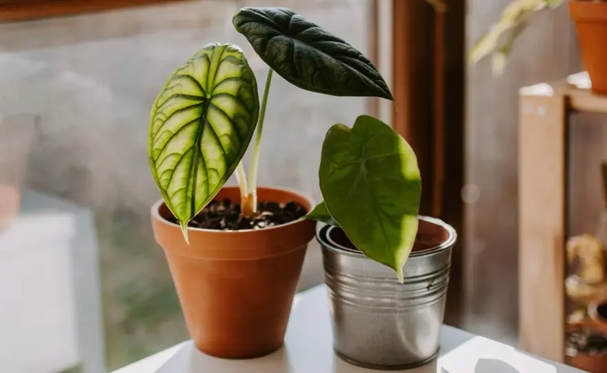 Alocasia frydek variegata - pielęgnacja bez zgadywania