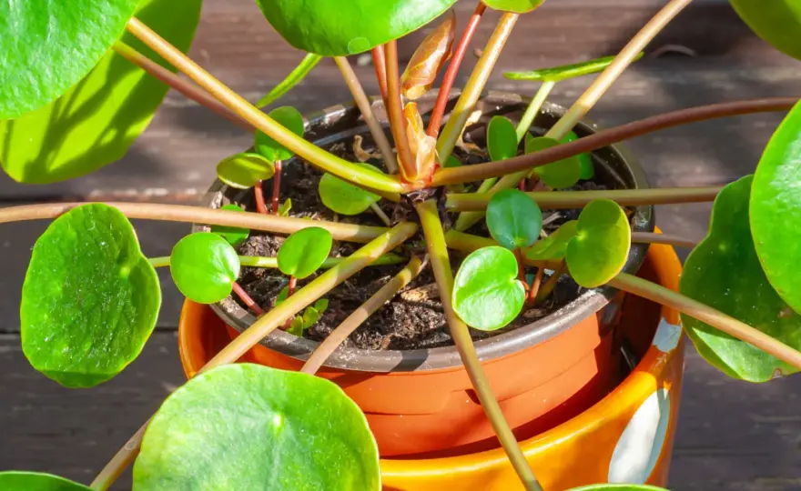 Pilea, czyli pieniążek - jak ją podlewać i rozmnażać?