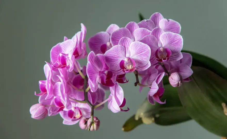 Storczyk czy orchidea? Co warto wiedzieć o falenopsisie