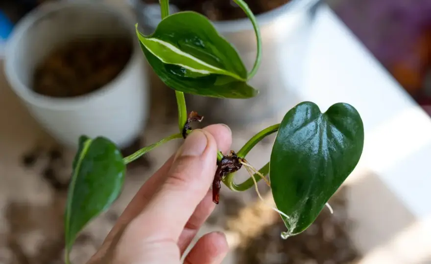 Philodendron White Princess - pielęgnacja i rozmnażanie