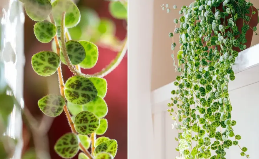 Peperomia prostrata, czyli sznur żółwi - pielęgnacja krok po kroku