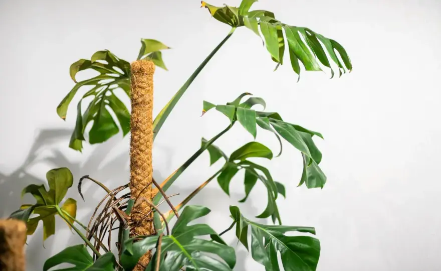 Monstera pnąca - jak prowadzić ją ku górze i dbać o liście