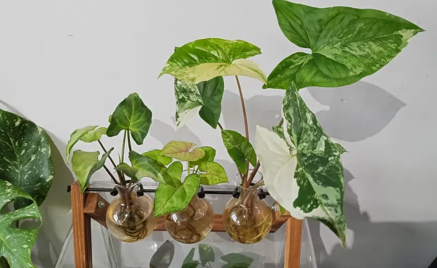 Syngonium - Jakie podłoże i doniczka? Poradnik krok po kroku