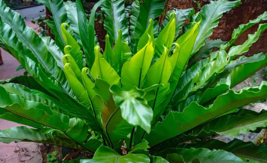 Asplenium ‘Parvati’ w domu - pielęgnacja bez brązowych liści