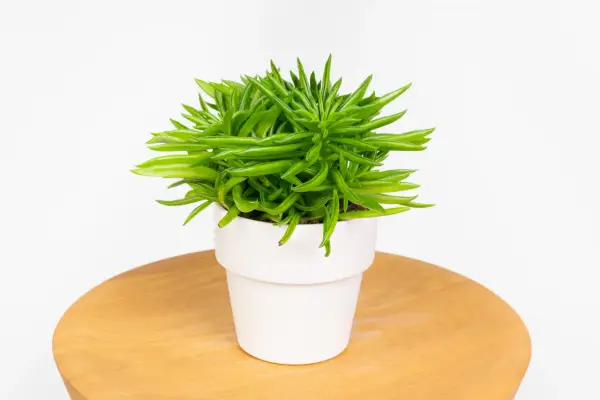 Peperomia ferreyrae w białej doniczce, z soczystymi, zielonymi liśćmi przypominającymi fasolki, stoi na drewnianym blacie.